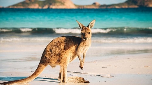 Requisitos para Viajar a Australia_Canguro