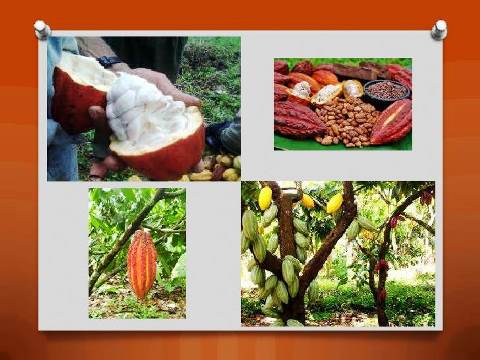 Cuáles-son-los-requisitos-para-exportar-en-Ecuador